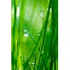 drop on grass and green background with natural bokeh, soft focus