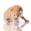 kitten looking on his reflection isolated on white