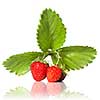 Strawberry with leaves isolated on white