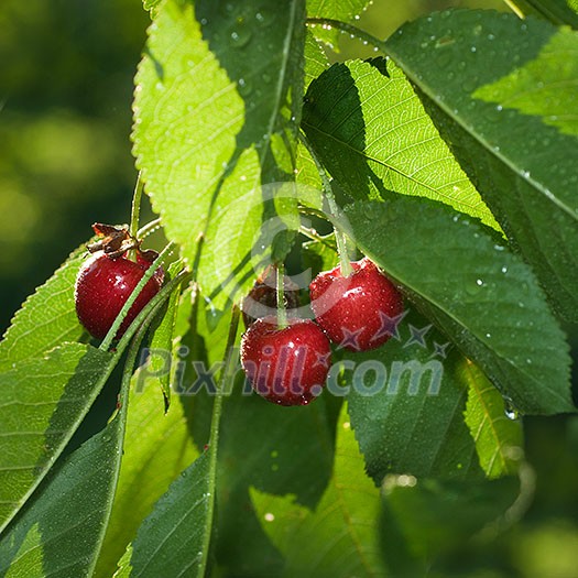 red cherry with leaves and water drops red cherry with leaves and water drops