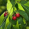 red cherry with leaves and water drops 