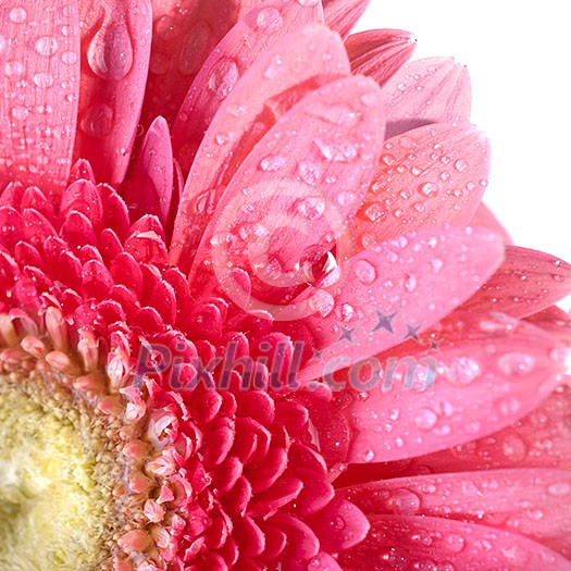 Pink daisy-gerbera with water drops isolated on white Pink daisy-gerbera with water drops isolated on white