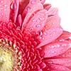 Pink daisy-gerbera with water drops isolated on white