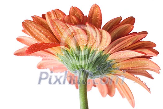 Red daisy-gerbera with water drops isolated on white Red daisy-gerbera with water drops isolated on white