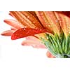 Macro of red daisy-gerbera head with water drops isolated on white