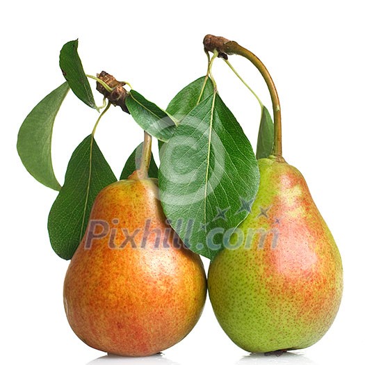 pears with leaves isolated on white pears with leaves isolated on white