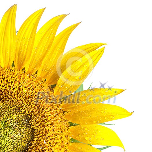 sunflower isolated on white sunflower isolated on white