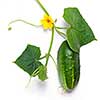 green cucumber with leaves and flower isolated on white