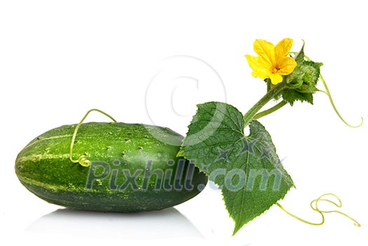 green cucumber with leaves and flower isolated on white green cucumber with leaves and flower isolated on white