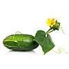 green cucumber with leaves and flower isolated on white