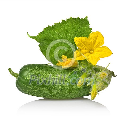 green cucumber with leaves and flower isolated on white green cucumber with leaves and flower isolated on white