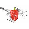 fresh water splash on red sweet pepper isolated on white