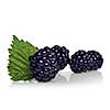 blackberry with green leaf isolated on white