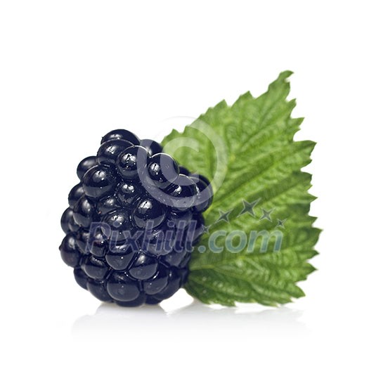 blackberry with green leaf isolated on white blackberry with green leaf isolated on white