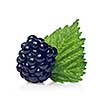blackberry with green leaf isolated on white