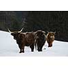 nature scene with cow animal at winter with snow  mountain landscape in background