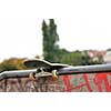 Skate board left behind in park