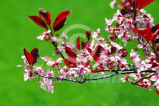 Blooming cherry branch, green grass background Blooming cherry branch, green grass background