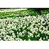 Blooming field of daffodils