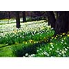Field of blooming daffodils