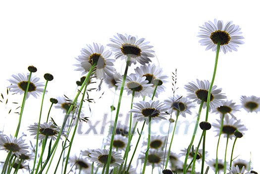 Row of wild daisies isolated on white background Row of wild daisies isolated on white background