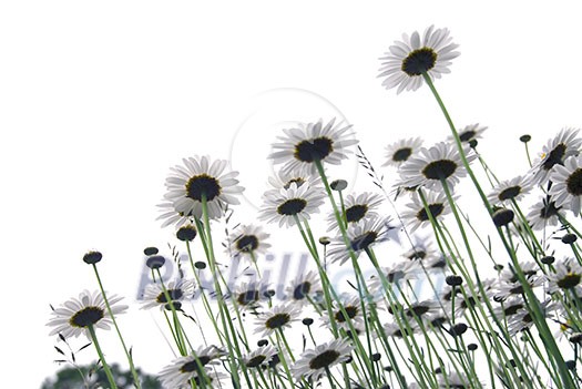 Row of wild daisies isolated on white background Row of wild daisies isolated on white background