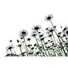 Row of wild daisies isolated on white background