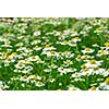 Wild daisies chamomile growing in a green meadow