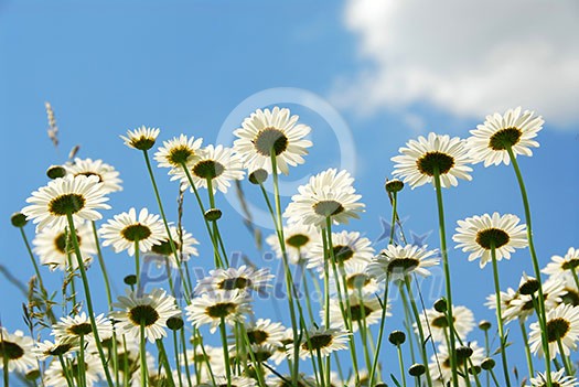 Summer daises with blue sky landscape Summer daises with blue sky landscape