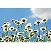 Summer daises with blue sky landscape