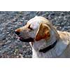 Portrait of a yellow lab
