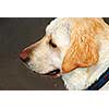 Portrait of an adorable yellow lab, profile