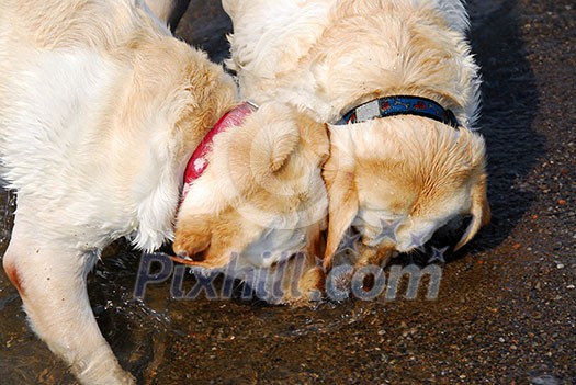 Two beautiful yellow labs playing in water Two beautiful yellow labs playing in water