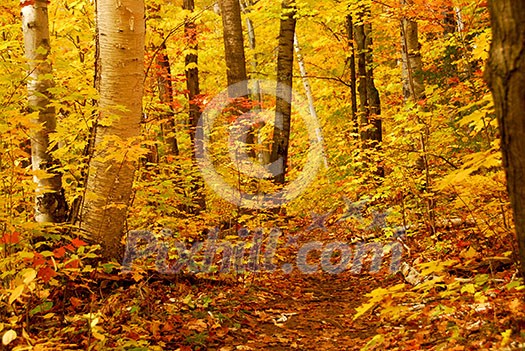 Golden fall forest with hiking trail Golden fall forest with hiking trail