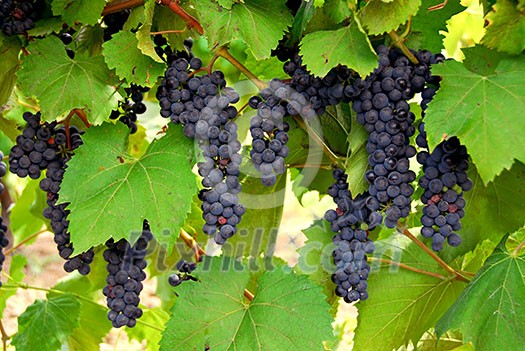 Bunches of red grapes growing on a vine Bunches of red grapes growing on a vine
