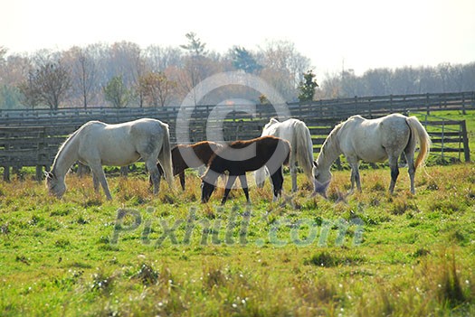 Horses on a ranch - white mares with brown colts Horses on a ranch - white mares with brown colts