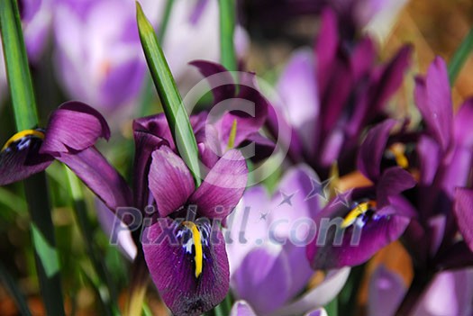 Spring irises, shallow dof Spring irises, shallow dof