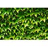 Background of green ivy covering a wall