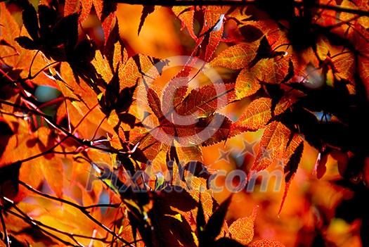 Backlit leaves of japanese maple in the fall Backlit leaves of japanese maple in the fall