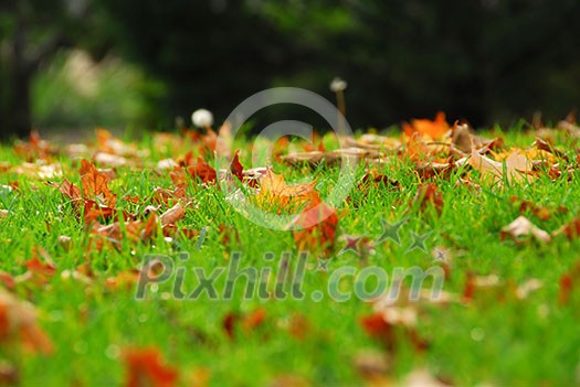 Natural background of fallen autumn maple leaves in grass Natural background of fallen autumn maple leaves in grass