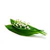 Lily-of-the-valley on white background