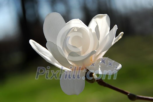 Backlit magnolia flower closeup Backlit magnolia flower closeup