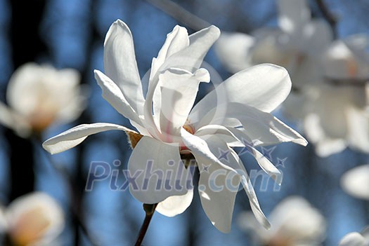 Magnolia flower close up Magnolia flower close up
