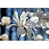 Magnolia flower close up