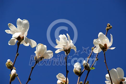 Blooming magnolia on blue sky background Blooming magnolia on blue sky background