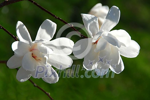Two magnolia flowers closeup Two magnolia flowers closeup