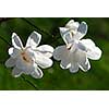 Two magnolia flowers closeup