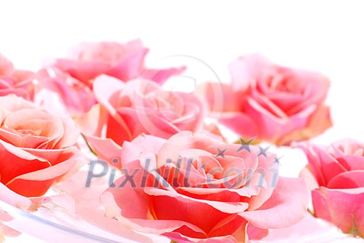 Pink roses floating in water with white space for copy Pink roses floating in water with white space for copy