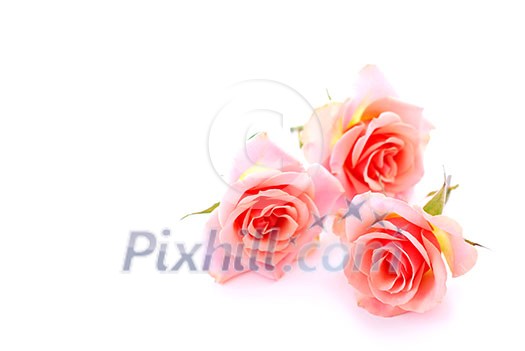 Three pink roses on white background with space for copy Three pink roses on white background with space for copy