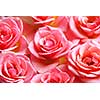 Botanical flower background of pink rose blossoms 